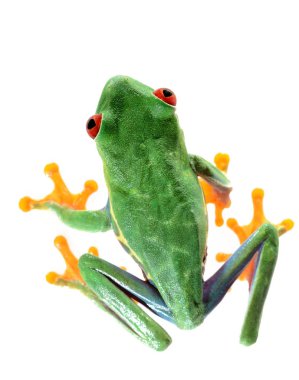 Kırmızı gözlü ağaç kurbağası Agalychnis callidryas