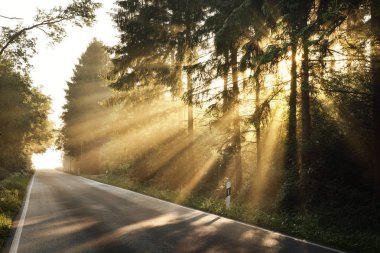 bir ormandaki sabah sisli puslu yol