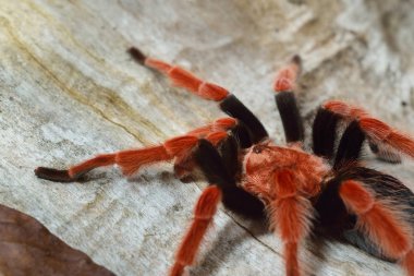 Birdeater tarantula spider Brachypelma boehmei