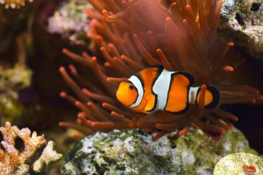 Deniz Akvaryumunda Amphiprion Ocellaris Palyaço Balığı