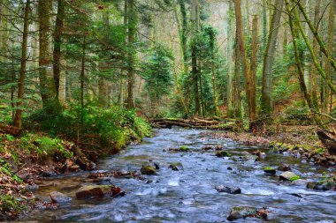 Sonbahar bir çam ormanı içinde küçük nehir