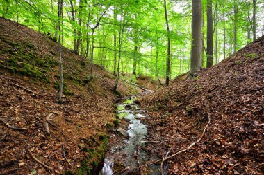 Belçika tepelerde orman bahar