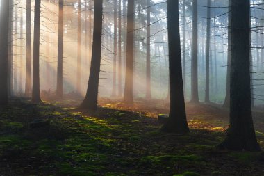 Karanlık bir sisli Orman ağacı siluetleri