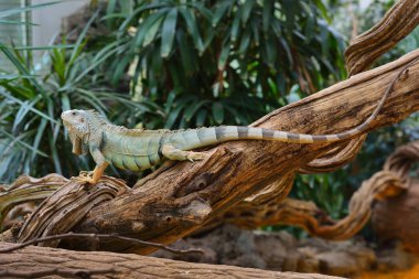 Bir ağaç gövdesinde dinlenme Iguana