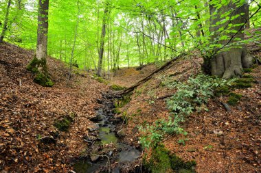 Belçika tepelerde orman bahar