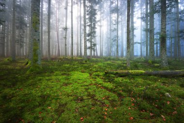 Moss ile karanlık sisli çam ormanı