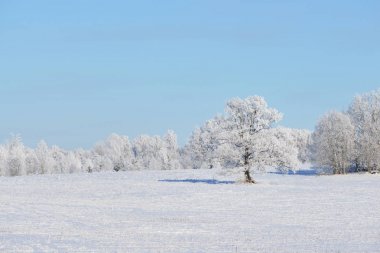 irtifa alan meşe ağacı