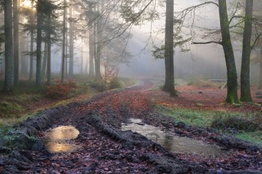 Bir yol karanlık çam ormanı içinde sis içinde 