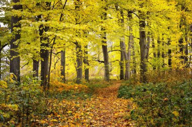 Eski parkta bir sonbahar sokak