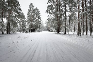 Asfaltsız kış orman yolu 