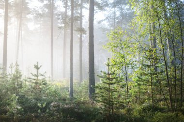 Yaprak döken orman sisli gündoğumu