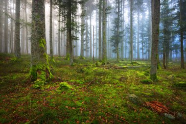 Bir sahnede bir karanlık sisli çam ormanı 