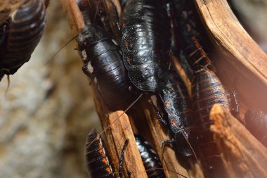 Dev Madagaskar tıslayan cockroachs siyah