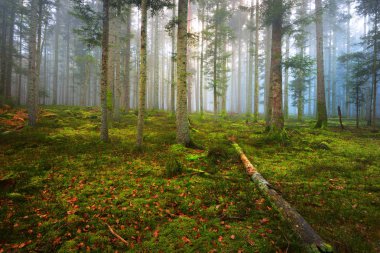 Bir sahnede bir karanlık sisli çam ormanı 