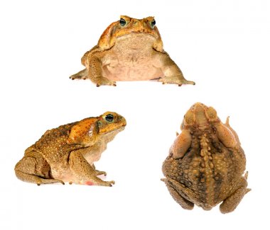 Baston kurbağa Bufo marinus