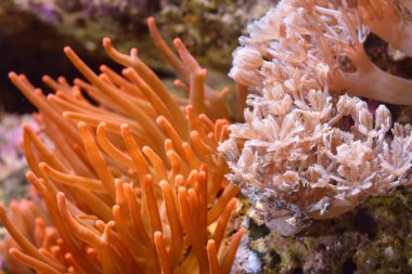 Deniz Akvaryumunda Amphiprion Ocellaris Palyaço Balığı