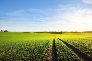 Bir orman ile gür yeşil tarım alanı