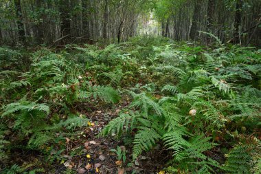 Erken sonbahar yaprak döken orman