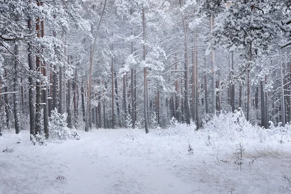 Paese delle meraviglie invernali in una pineta innevata — Foto Stock