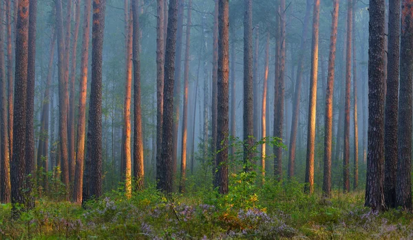 美しい落葉広葉樹林の霧日の出 — ストック写真