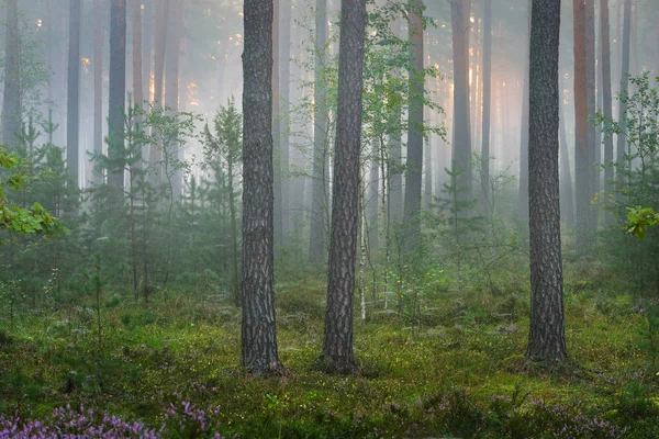 Mglisty sunrise w pięknych lasów liściastych — Zdjęcie stockowe