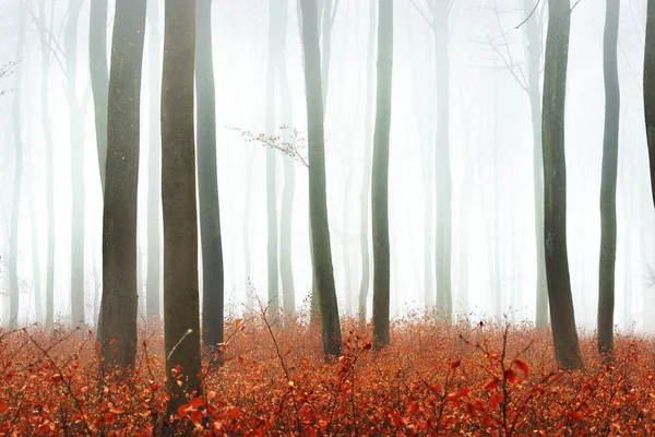 Nebliger Herbstwald mit Baumsilhouetten — Stockfoto