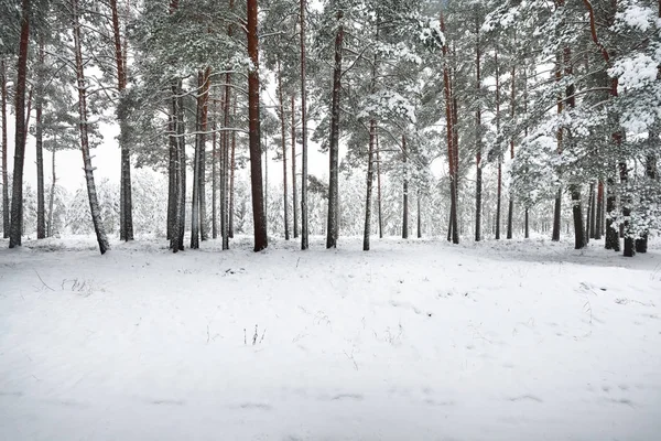 Camino en un bosque de invierno — Foto de Stock