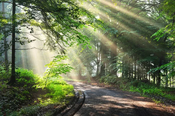 Güneş ışınlı orman yolu — Stok fotoğraf