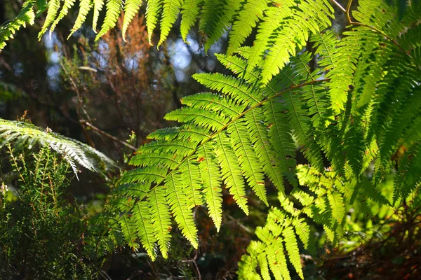 Foglie di felce verde lussureggiante traslucido — Foto Stock