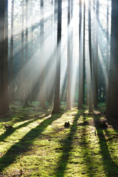 Rayos de sol en una niebla en un bosque brumoso —  Fotos de Stock