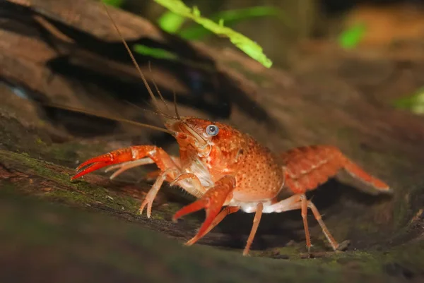 Louisiana swamp kräftor procambarus clarkii — Stockfoto