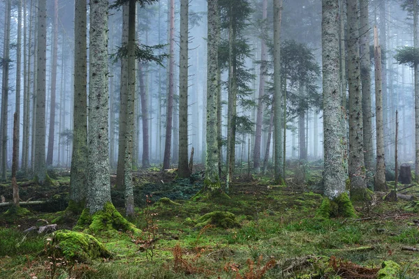 Floresta de pinheiros escura e misteriosa em névoa — Fotografia de Stock