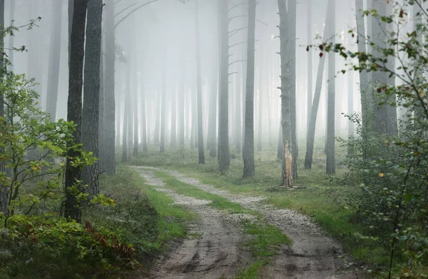 Uma estrada e nevoeiro nascer do sol na floresta caduca — Fotografia de Stock