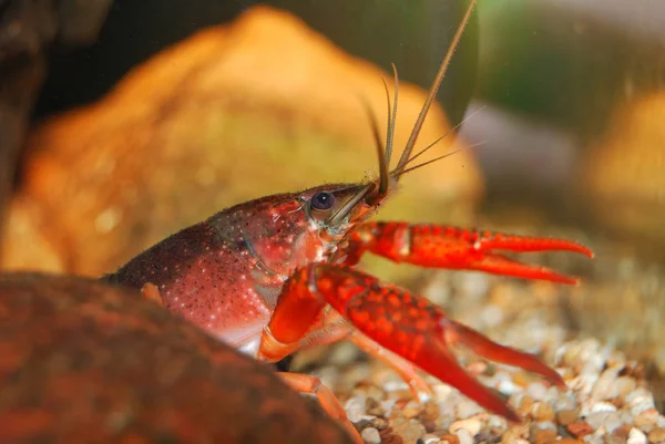 路易斯安那州的沼泽小龙虾克氏原螯虾 — 图库照片