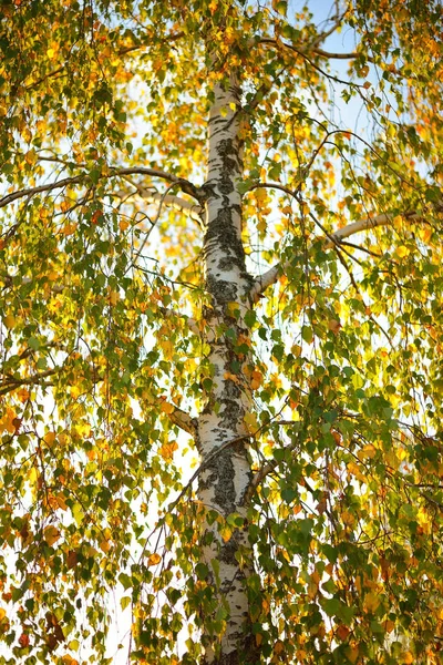 Cadela árvore com folhas amarelas no outono — Fotografia de Stock