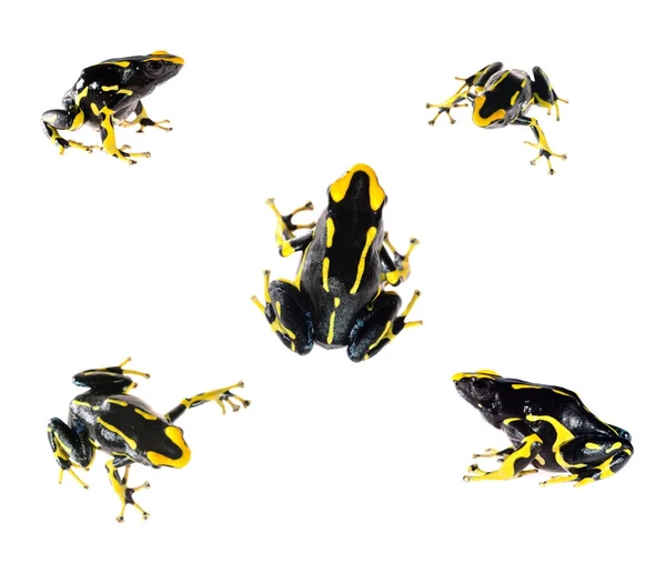 Frog Dendrobates tinctorius allanis — Stock Photo, Image