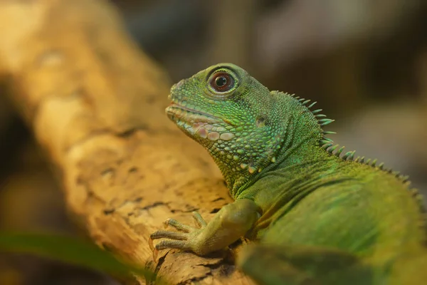 Asian water dragon in natural environment — Stock Photo, Image