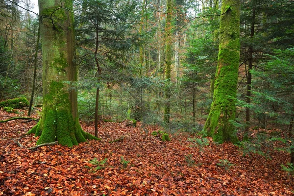 Floresta de pinheiros de outono cênica — Fotografia de Stock