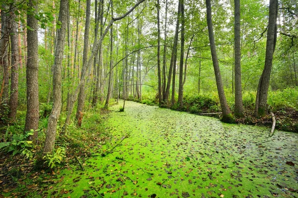 Waldsumpf mit Wasserlinsenpflanzen bewachsen — Stockfoto