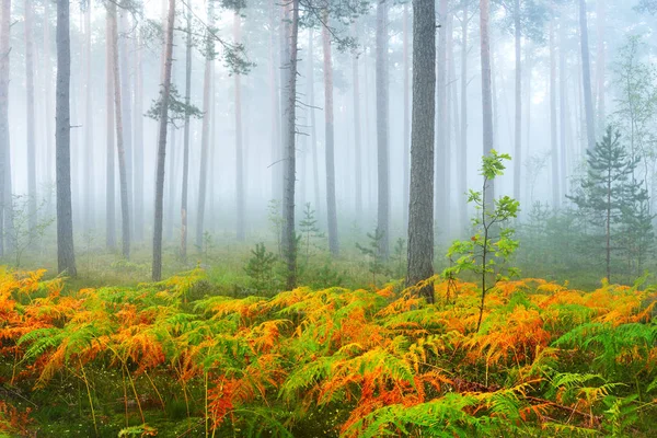 Nebliger Sonnenaufgang im schönen Laubwald — Stockfoto