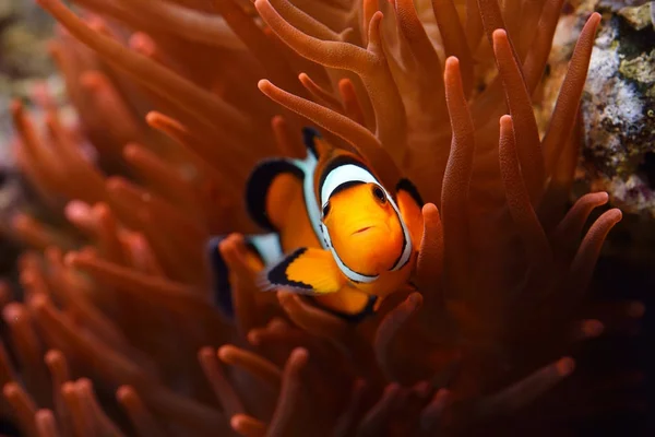 アンフィプリオン｜海洋水族館のオセラーリス・クラウンフィッシュ — ストック写真