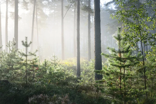 Foggy sunrise in the deciduous forest — Stock Photo, Image
