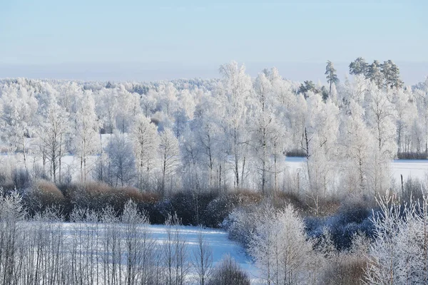 Schnee und Reif bedeckte Bäume — Stockfoto