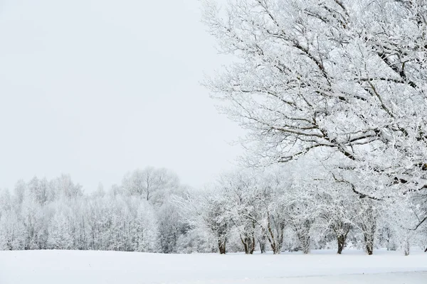 田野上白雪覆盖的树木 — 图库照片