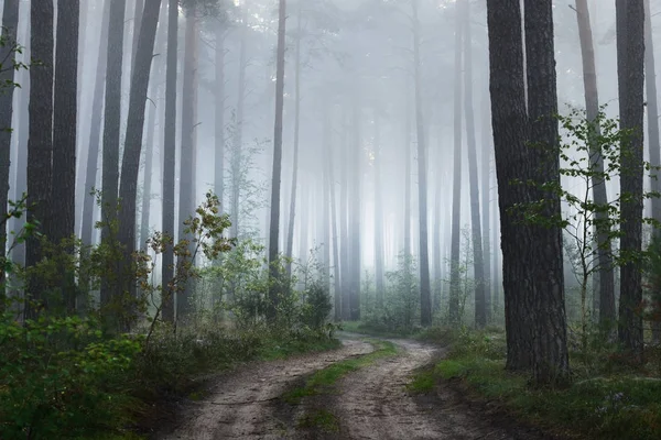 Uma estrada e nevoeiro nascer do sol na floresta caduca — Fotografia de Stock