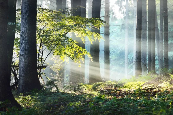 Raggi di sole in una nebbia in una foresta nebbiosa — Foto Stock