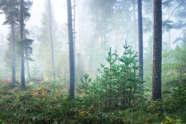 Lever de soleil dans la forêt de feuillus — Photo