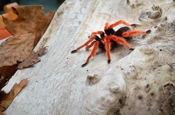 Birdeater tarantula spider Brachypelma smithi — ストック写真