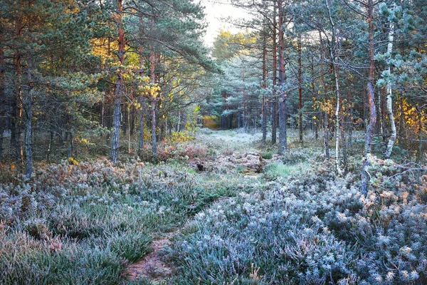 Lužním lesem pokryté rime — Stock fotografie
