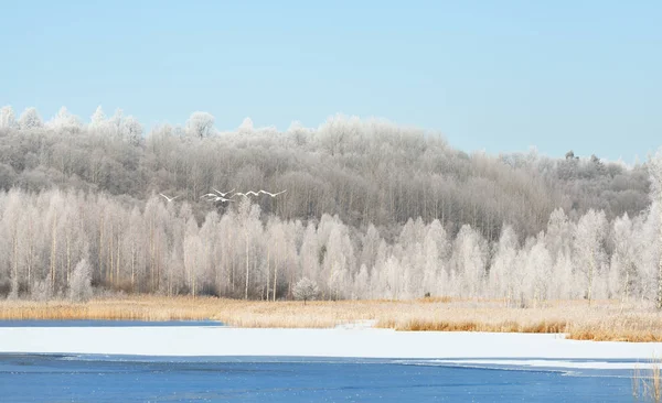 Λίμνη που περιβάλλεται από χιονισμένα λιβάδια και δάσος — Φωτογραφία Αρχείου